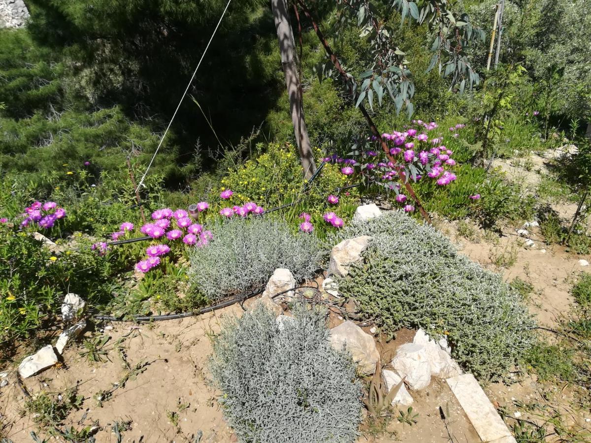 Villa Πέτρα, Ελιά Και Λεβάντα Tolón Esterno foto