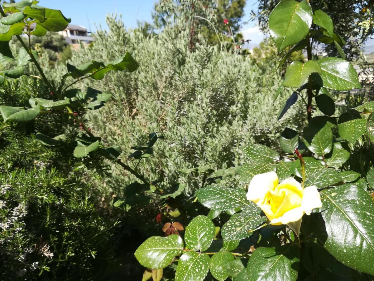 Villa Πέτρα, Ελιά Και Λεβάντα Tolón Esterno foto