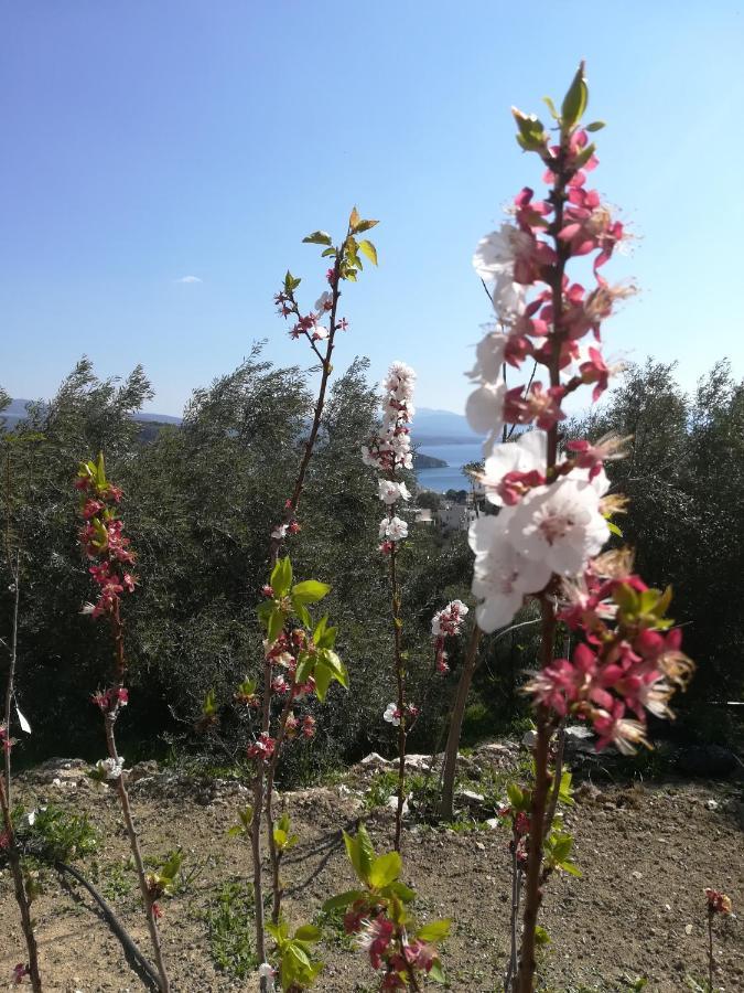Villa Πέτρα, Ελιά Και Λεβάντα Tolón Esterno foto