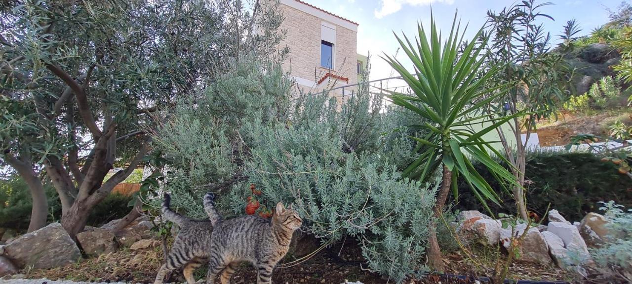 Villa Πέτρα, Ελιά Και Λεβάντα Tolón Esterno foto