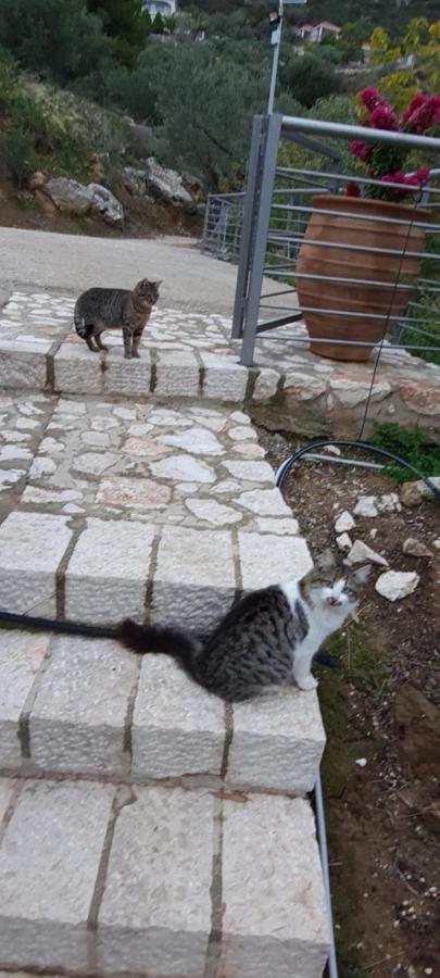 Villa Πέτρα, Ελιά Και Λεβάντα Tolón Esterno foto